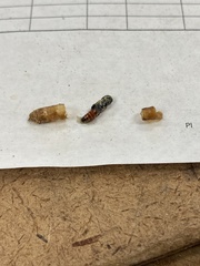 Phasgonophora sulcata