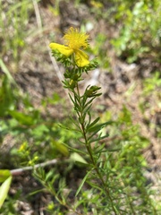 Hypericum fasciculatum