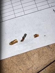 Phasgonophora sulcata