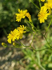 Crepis ramosissima