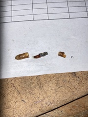 Phasgonophora sulcata