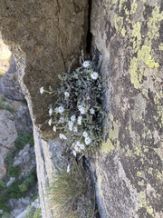 Castroviejoa frigida