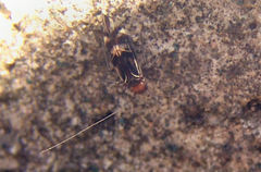 Cerastipsocus trifasciatus