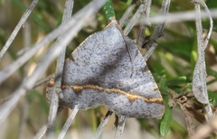 Macaria austrinata
