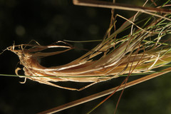 Agrostis curtisii