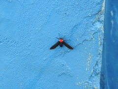 Psoloptera