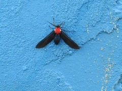 Psoloptera