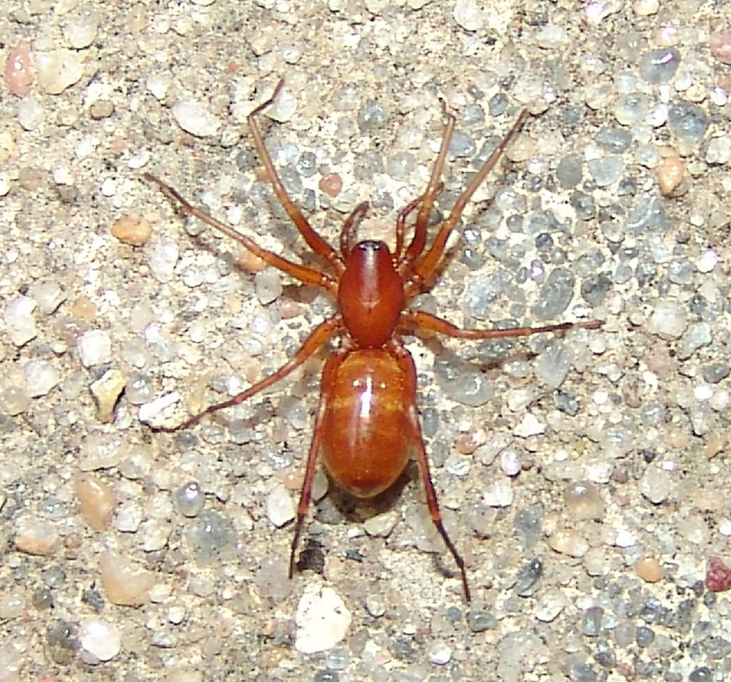 Castianeira trilineata