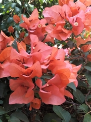 Bougainvillea