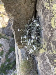 Castroviejoa frigida