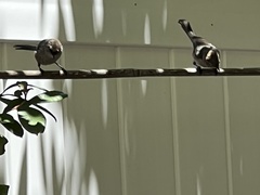 Psaltriparus minimus