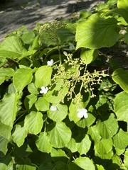 Hydrangea petiolaris