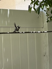 Psaltriparus minimus