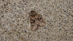 Lacinipolia cuneata