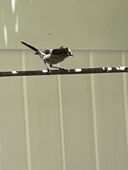 Psaltriparus minimus