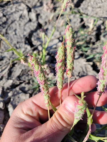 Image of Neostapfia colusana by (c) Konshau Duman, some rights reserved (CC BY)