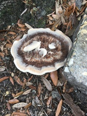 Berkcurtia persicina