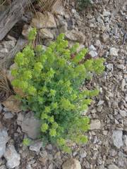 Cruciata taurica