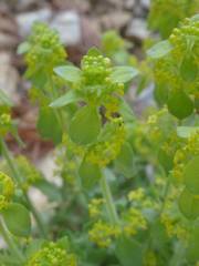 Cruciata taurica