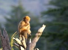 Macaca sylvanus