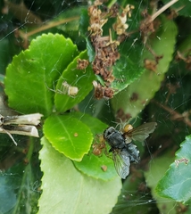 Anelosimus studiosus