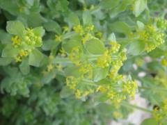 Cruciata taurica