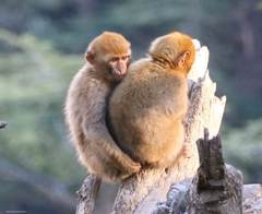 Macaca sylvanus