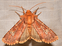 Sideridis congermana