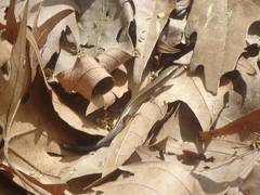 Ablepharus anatolicus