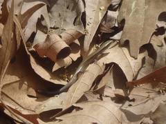 Ablepharus anatolicus