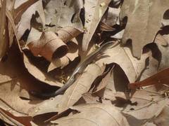 Ablepharus anatolicus