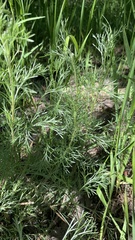 Artemisia abrotanum