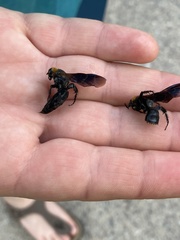 Campsomeriella thoracica