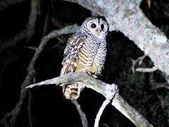 Strix chacoensis