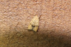 Psilocorsis quercicella