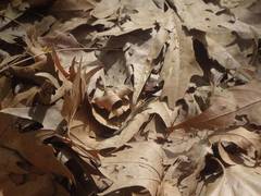 Ablepharus anatolicus