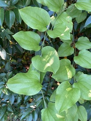 Smilax tamnoides