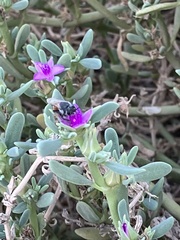 Sesuvium