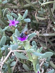 Sesuvium