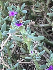 Sesuvium