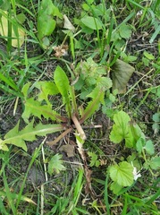 Taraxacum officinale