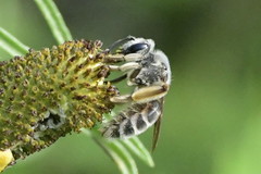 Andrena rudbeckiae