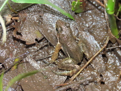 Hylodes sazimai