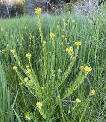 Barbarea stricta