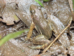 Hylodes sazimai