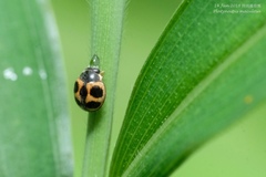 Platynaspis maculosa