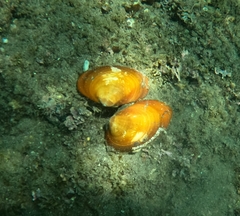 Megapitaria aurantiaca