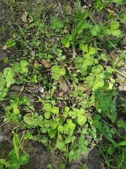 Trifolium repens