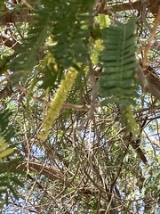 Prosopis