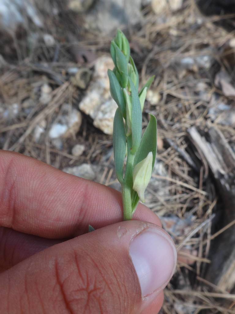 Cephalanthera kurdica